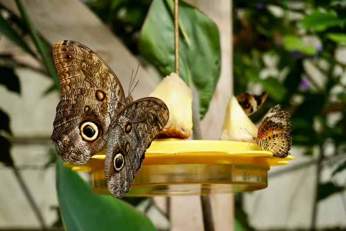 Owl butterflies on a yellow feeder.