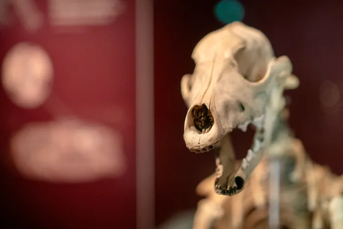 The  Skeleton of the Ship's Dog of the Mary Rose.