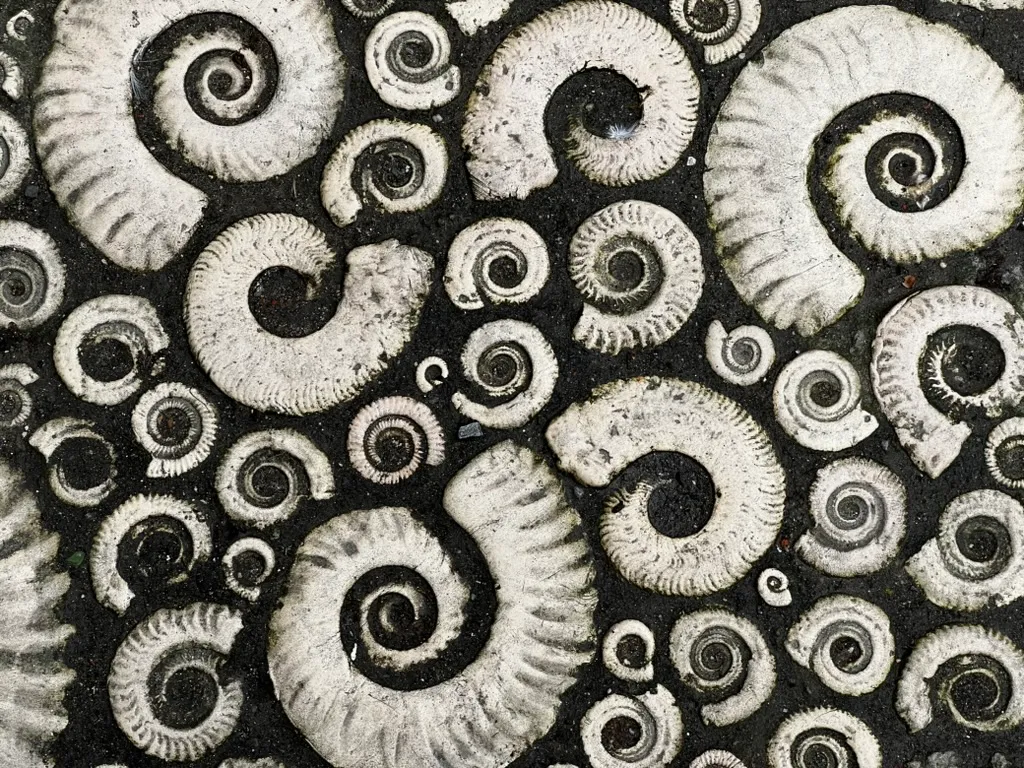 Fossils in the pavement outside the Museum in Lyme Regis on the Jurassic Coast of the UK