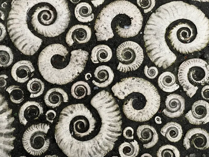 Fossils in the pavement outside the Museum in Lyme Regis on the Jurassic Coast of the UK