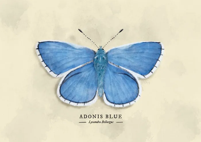 Adonis Blue Butterfly