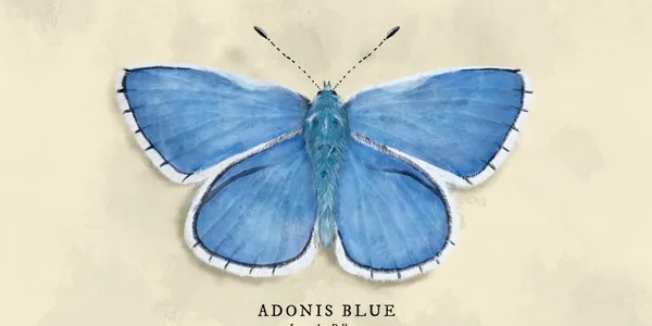 Adonis Blue Butterfly