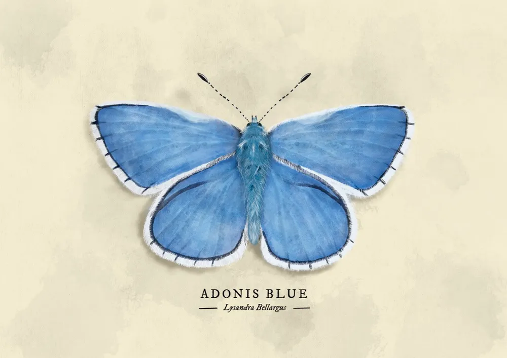 Adonis Blue Butterfly