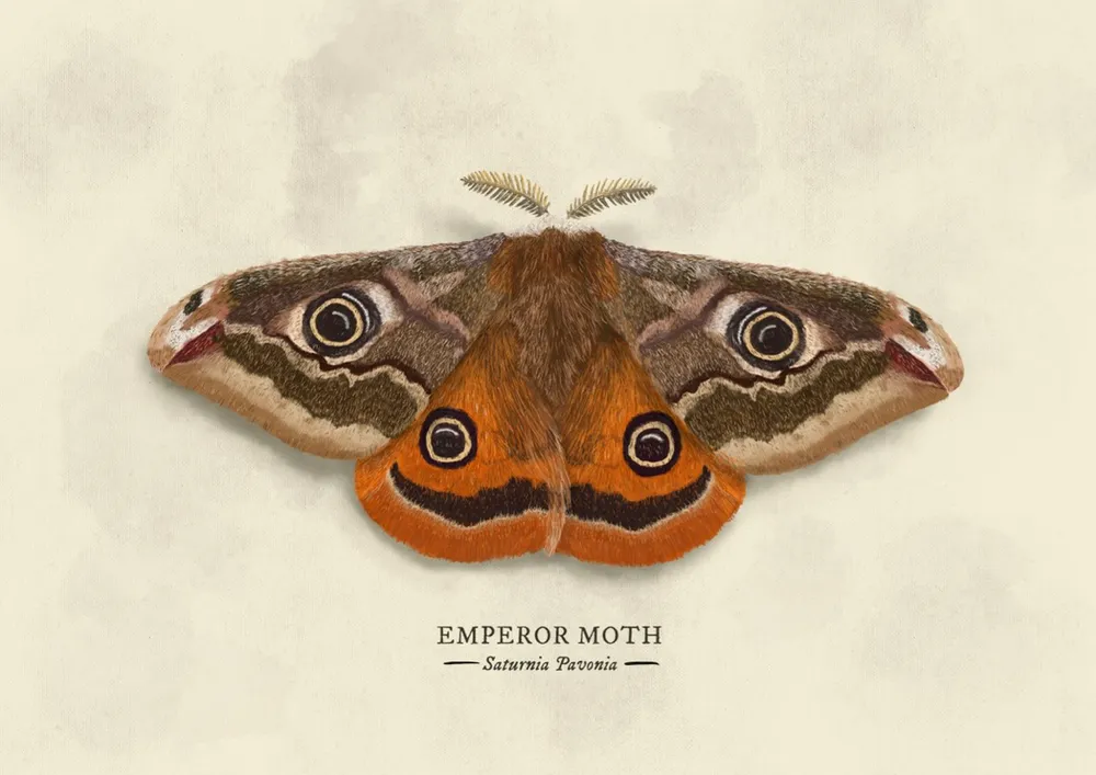 Emporer Moth Illustration