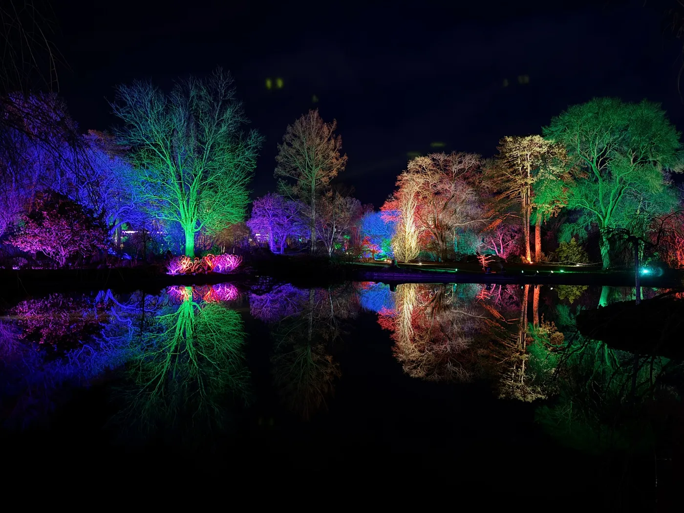 Trees at night are lit by coloured lights are reflected in a pond.