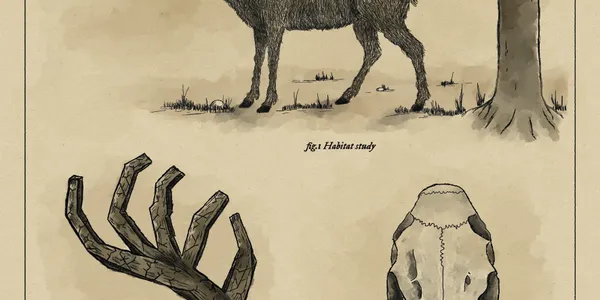 1800s style illustration of a fictional stag, with antler and skull detail