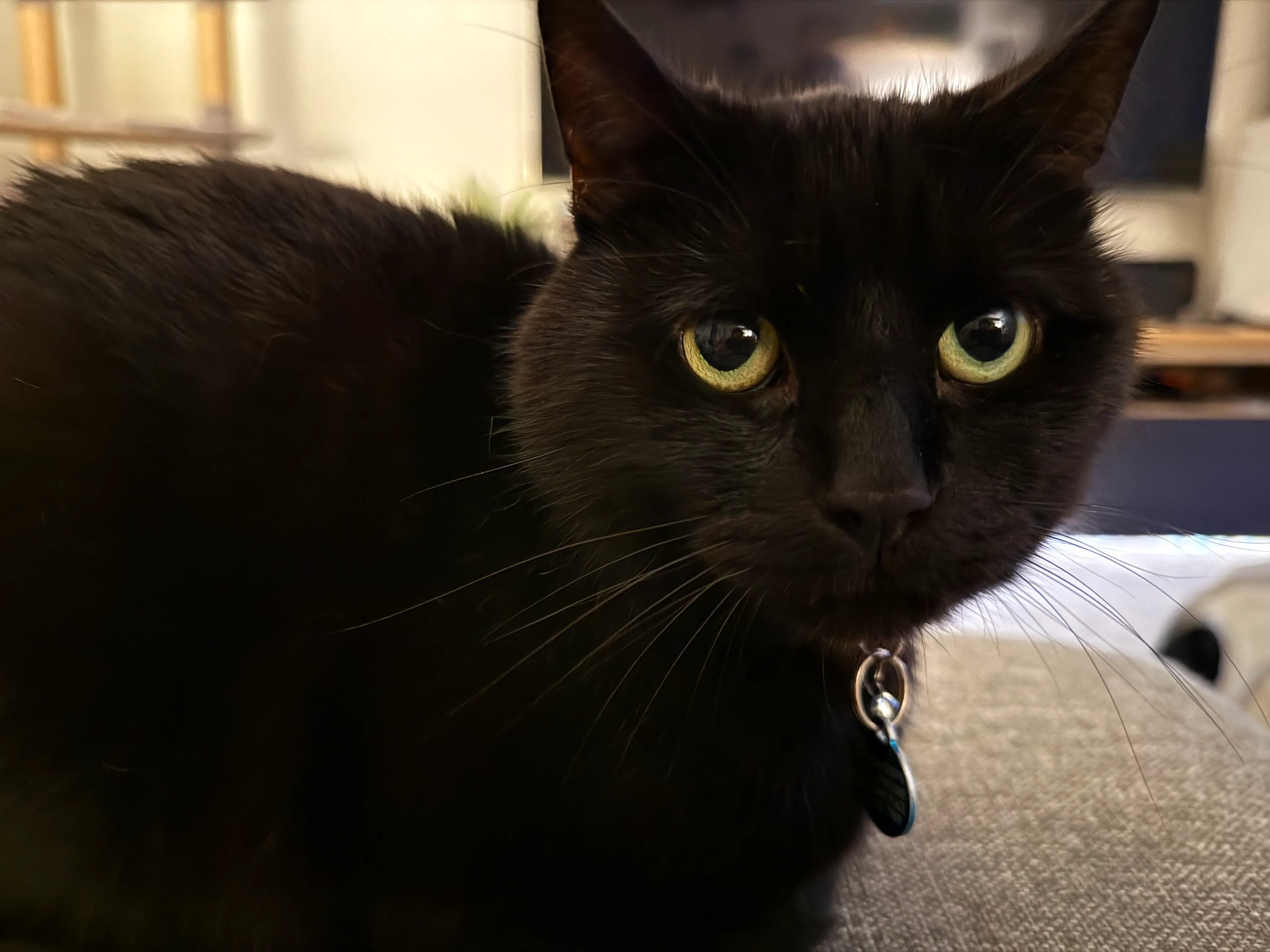 Harlow the black cat looking into the camera with wide eyes.