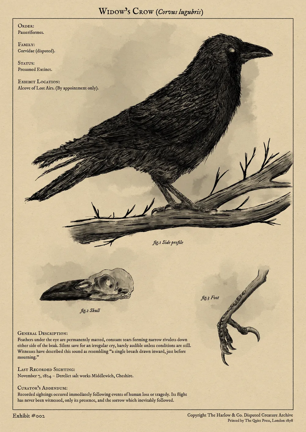 Illustration of a Crow in the style of 1800 scientific plates