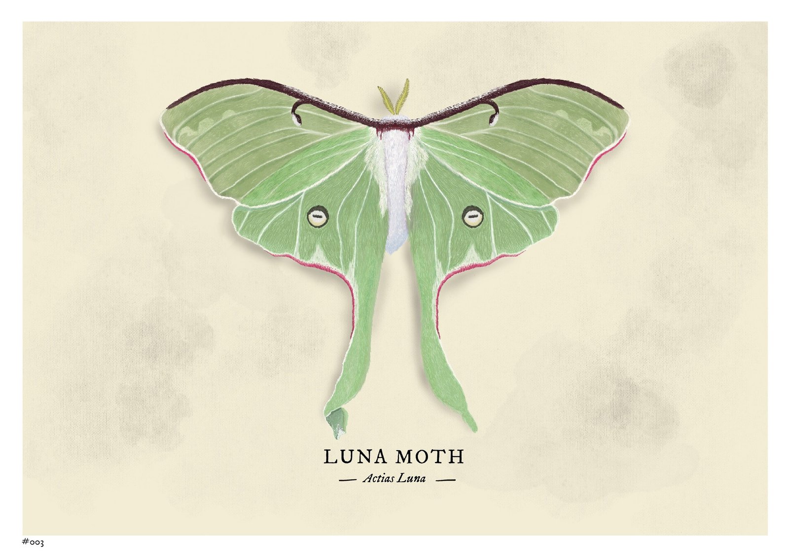 A natural-history plate of a luna moth on aged paper, pale green wings trailing into long tails, edged along the leading edge in deep maroon.