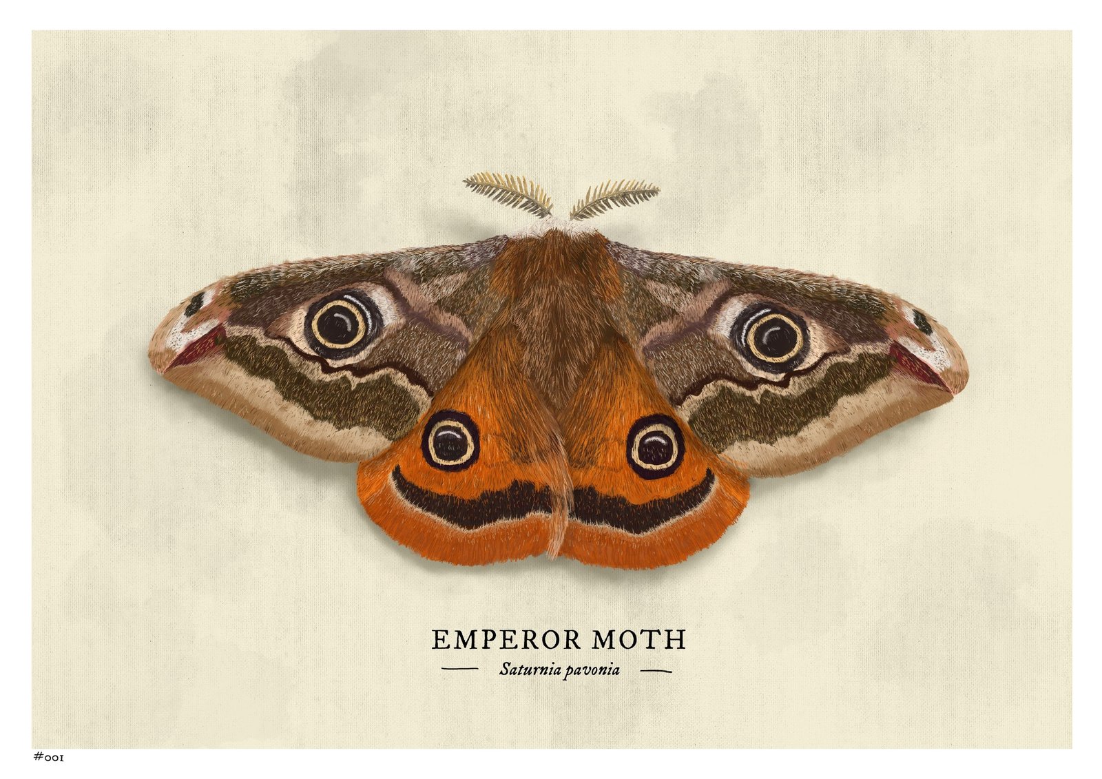 A natural-history plate of an emperor moth on aged paper, wings spread to show four eyespots, the forewings mottled grey-brown and the hindwings burnt orange.