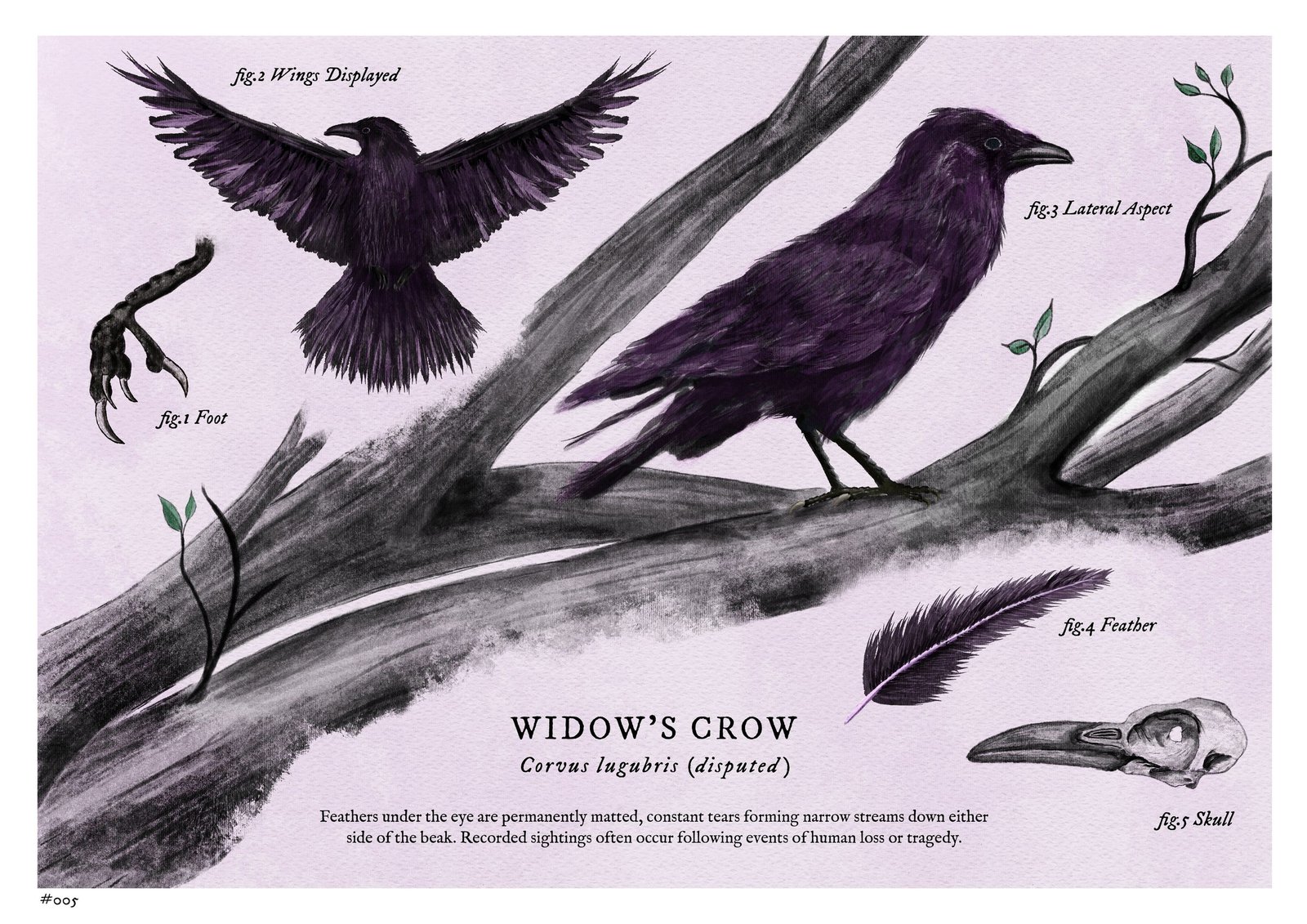 A natural-history plate of an invented species, the widow's crow, on pale lilac, three studies of a deep purple-black corvid perched on a branch, wings displayed, and a detail of one foot.
