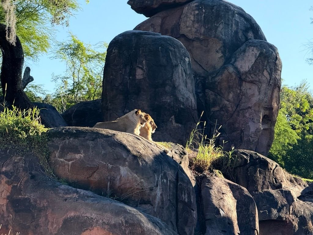 Two lions laying on a rock in the sun